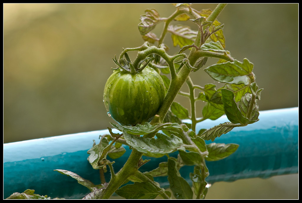 eines der ersten Versuche bei schlechtem Wetter mit dem 70-200 Tomate-70-200.jpg