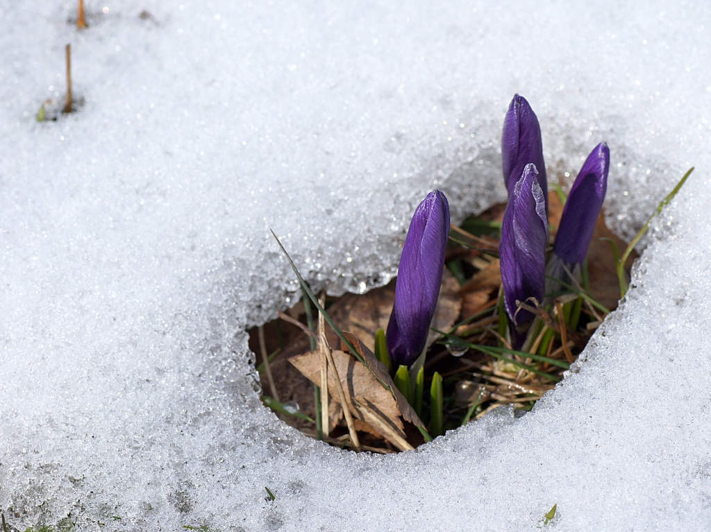Krokusse krokusse.jpg