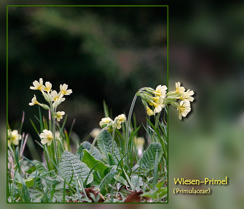 wiesenprimel.jpg