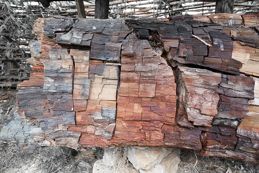 altes Holz.jpg